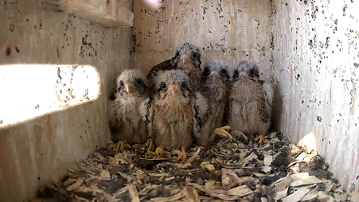 1200 x 675 video4 copy 1200 x 675 video4 copy