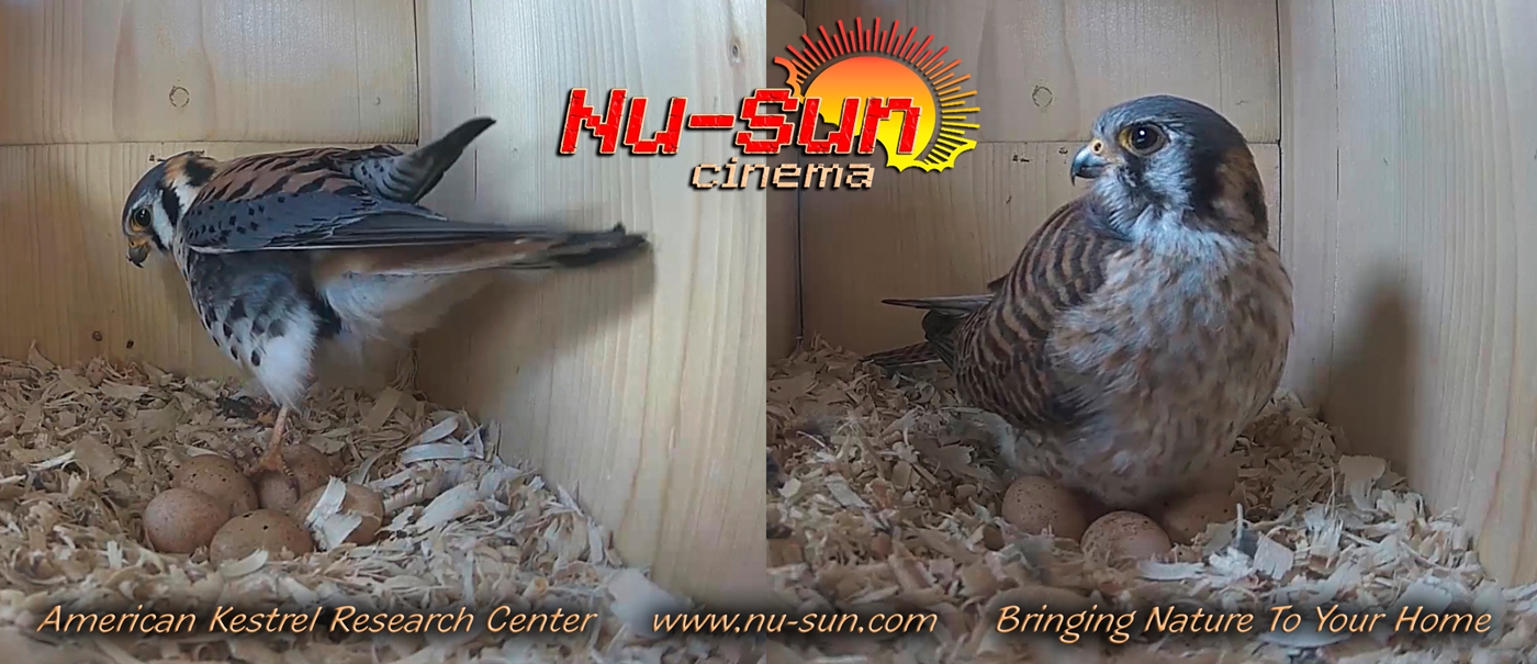 1400 x 605 GOOD LOGO MK & FK WITH 5 EGGS JPG 1400 x 605 GOOD LOGO MK & FK WITH 5 EGGS JPG