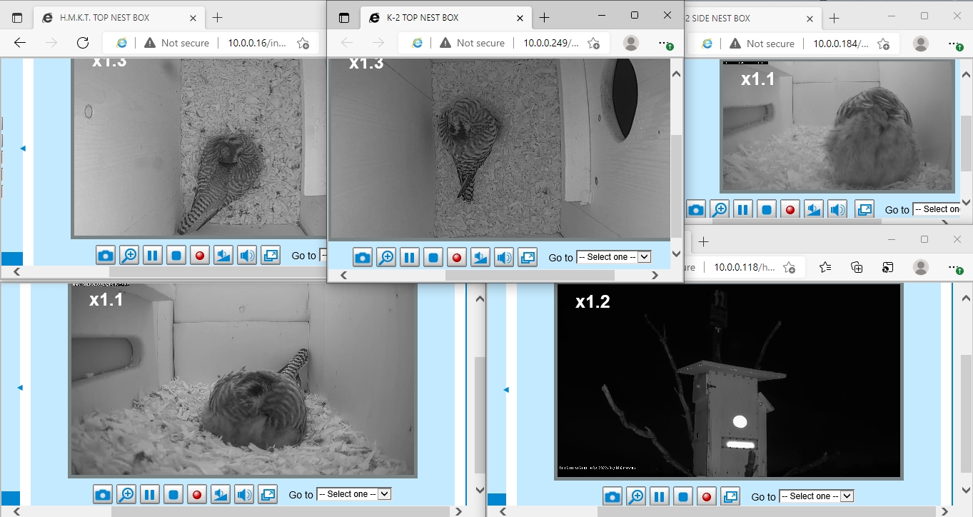 2 FEMALES IN BOXES FOR THE NIGHT_html_2dad4b2c 2 FEMALES IN BOXES FOR THE NIGHT_html_2dad4b2c