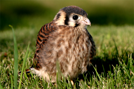 450 X 300 Canon EOS 10D 3072x2048_002143 450 X 300 Canon EOS 10D 3072x2048_002143