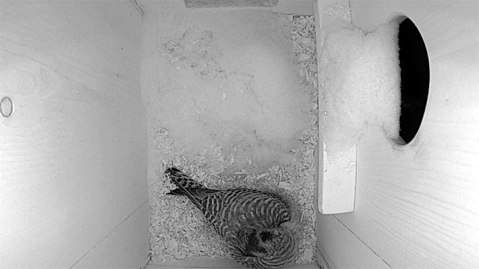 690 X 388 ADJ video1 JPG 690 X 388 ADJ video1 JPG