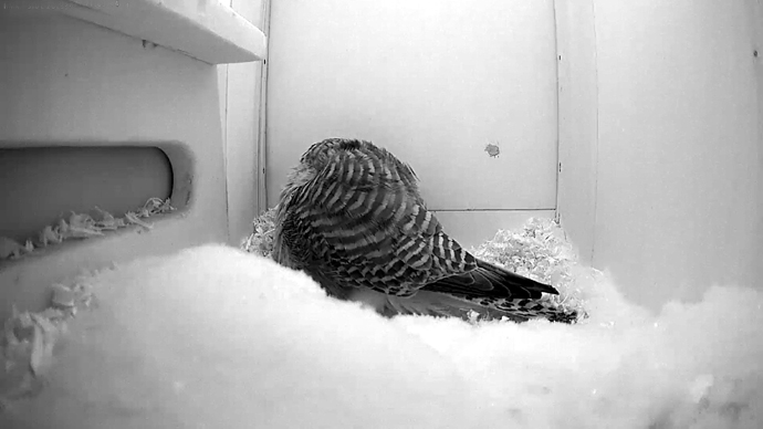 690 X 388 ADJ video2 JPG 690 X 388 ADJ video2 JPG