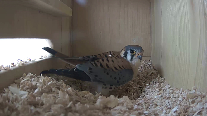 690 x 388 ADJ #20 26 Snapshot JPG 690 x 388 ADJ #20 26 Snapshot JPG