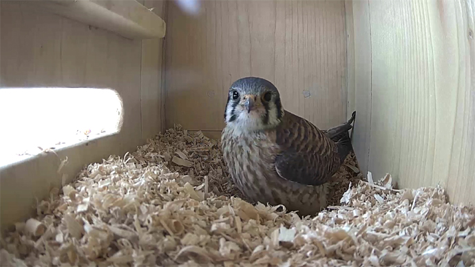 690 x 388 ADJ 19 AA Snapshot JPG 690 x 388 ADJ 19 AA Snapshot JPG