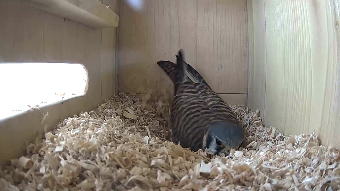 690 x 388 ADJ 19 CC Snapshot JPG 690 x 388 ADJ 19 CC Snapshot JPG