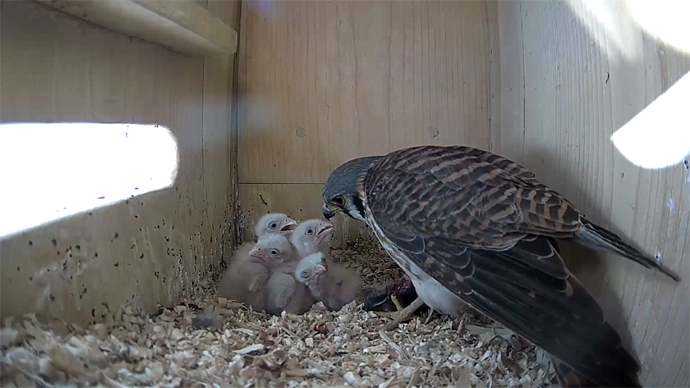 690 x 388 ADJ video11