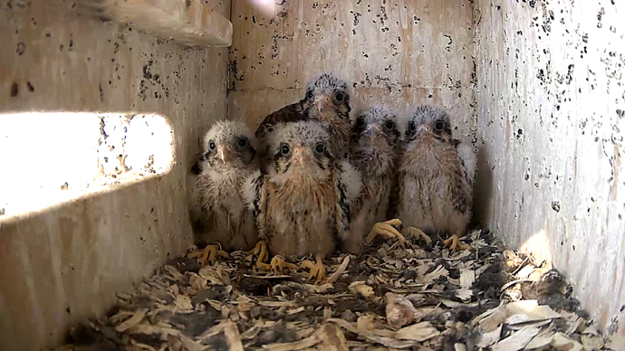 690 x 388 video4 copy