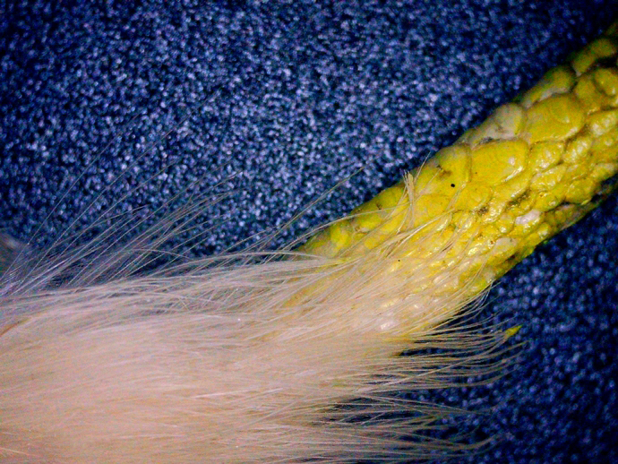 690 x 518 PICT0001 (2)1 690 x 518 PICT0001 (2)1