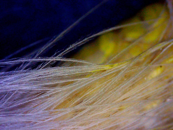 690 x 518 PICT0005 690 x 518 PICT0005