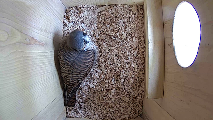 ADJ 1 Snapshot JPG ADJ 1 Snapshot JPG