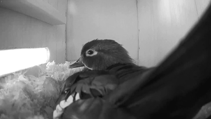 ADJ WD #1Snapshot JPG ADJ WD #1Snapshot JPG