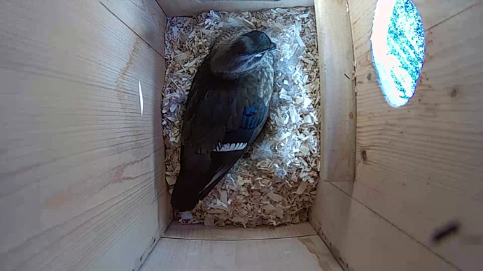 ADJ WD #3 Snapshot JPG ADJ WD #3 Snapshot JPG