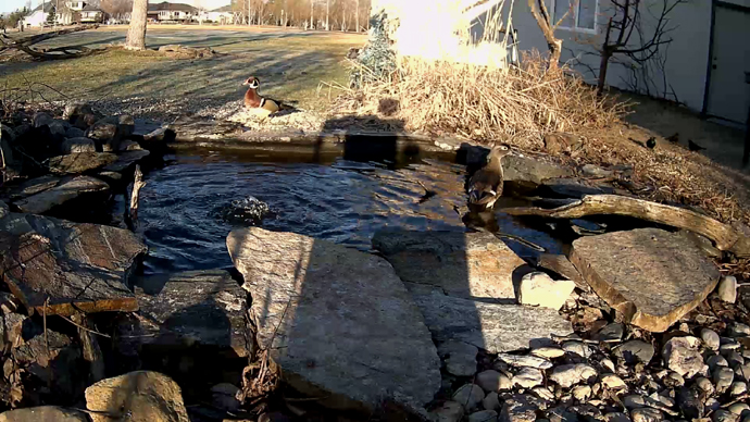 ADJ WD #4 Snapshot JPG ADJ WD #4 Snapshot JPG