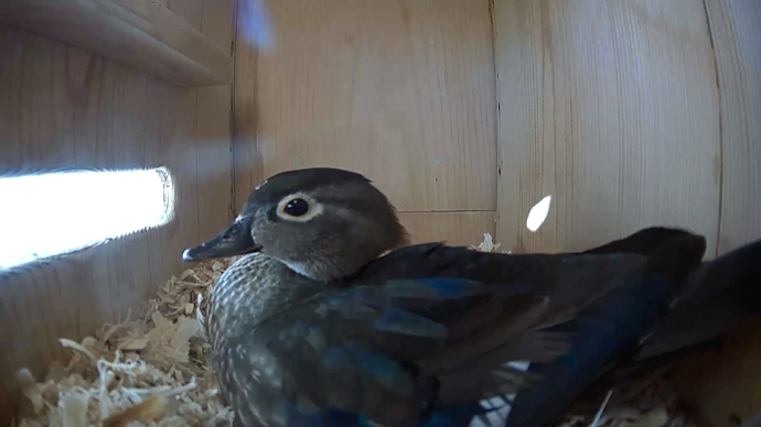 ADJ WD #6 Snapshot JPG ADJ WD #6 Snapshot JPG