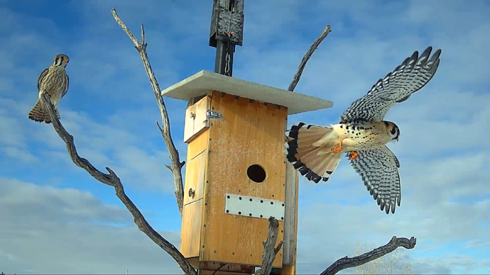 MK and FK Sequence 01.Still026 MK and FK Sequence 01.Still026