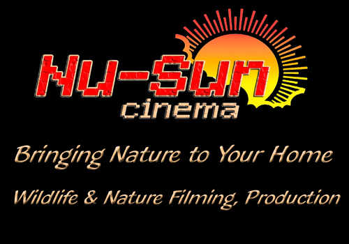 NEW WEB LOGO JPG NEW WEB LOGO JPG