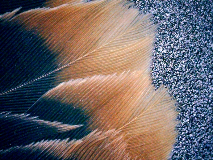 PICT TAIL 1 PICT TAIL 1