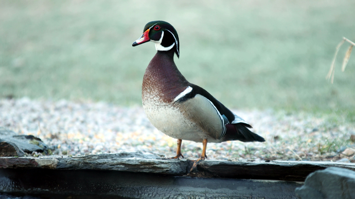 Snapshot WD 1 JPG Snapshot WD 1 JPG