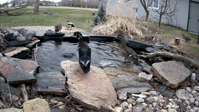 WD #5 Snapshot JPG WD #5 Snapshot JPG