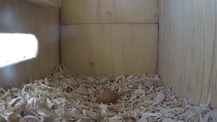 WEB 1ST EGG Sequence 01.Still053 WEB 1ST EGG Sequence 01.Still053