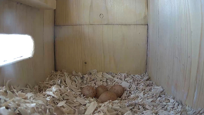 WEB 4 EGGS SIDE Sequence 01.Still081 WEB 4 EGGS SIDE Sequence 01.Still081