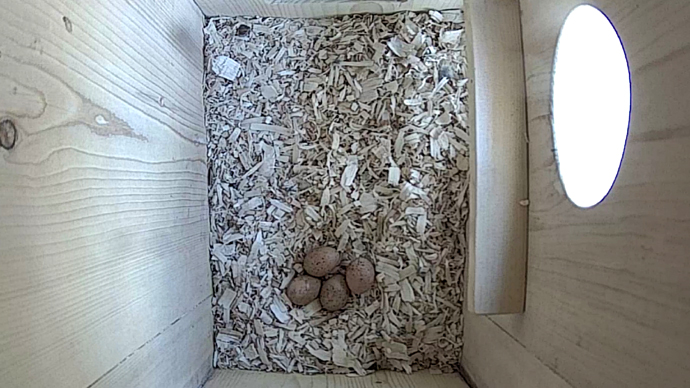 WEB 4 EGGS TOP Sequence 01.Still082 WEB 4 EGGS TOP Sequence 01.Still082