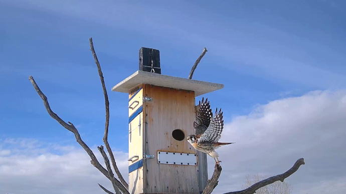 WEB ADJ1 MK Snapshot JPG