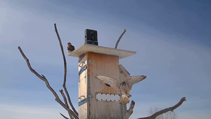 WEB ADJ 1 FK FLY Snapshot JPG