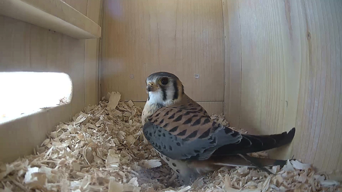 WEB ADJ 1 MK IN Snapshot