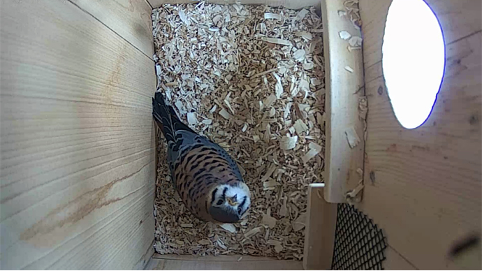 WEB ADJ 1 MK Snapshot JPG