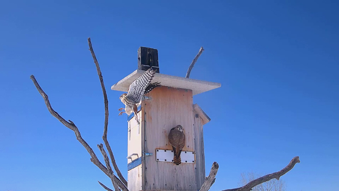 WEB ADJ 2 FK & MK Snapshot JPG