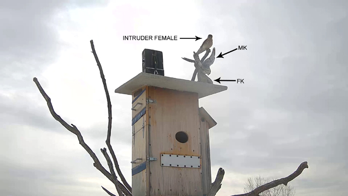 WEB ADJ 2 INTRUDER Snapshot JPG