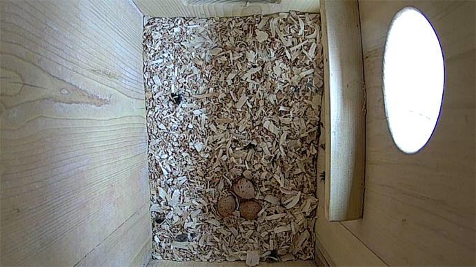 WEB ADJ 3 EGGS TOP video 3 eggs JPG