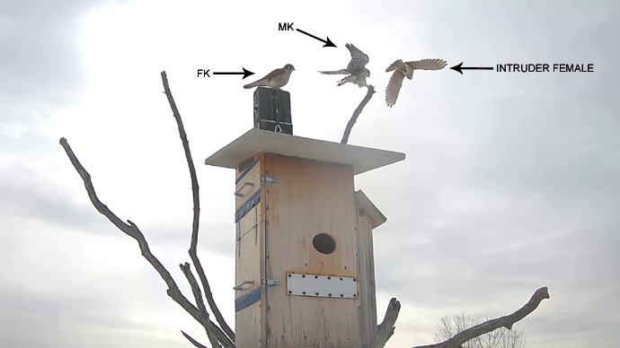 WEB ADJ 3 INTRUDER Snapshot JPG