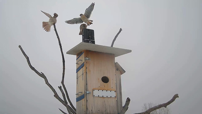 WEB ADJ 3 INTRU Snapshot JPG