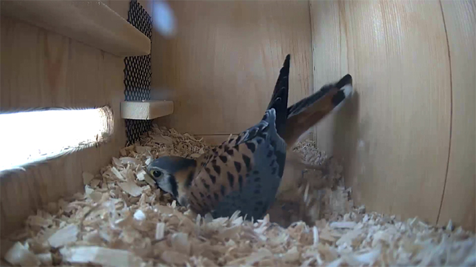 WEB ADJ 3 MK Snapshot JPG