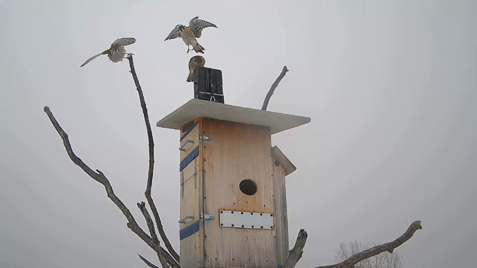 WEB ADJ 4 INTRU Snapshot JPG