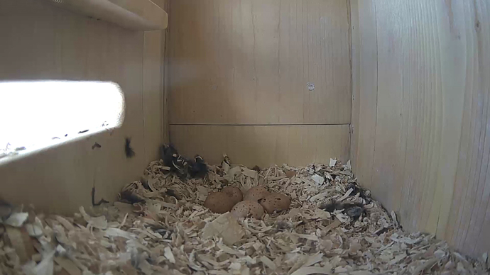 WEB ADJ 5 EGGS SIDE video7 JPG