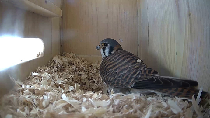 WEB ADJ 6 FK IN Snapshot JPG