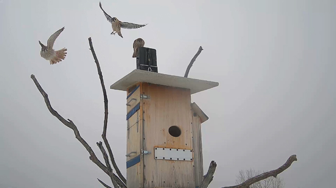 WEB ADJ 6 INTRU Snapshot JPG