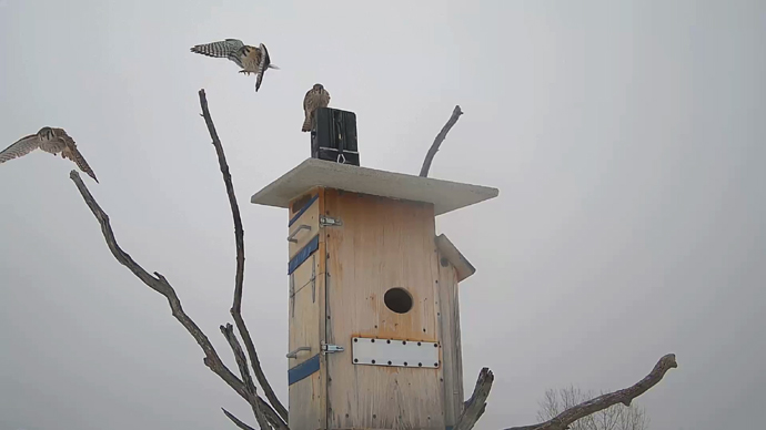 WEB ADJ 7 INTRU Snapshot JPG