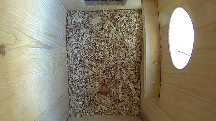 WEB ADJ EGG video1 JPG