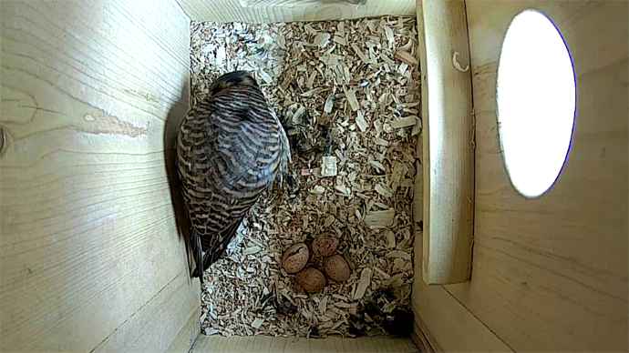 WEB ADJ FK T 4 EGGS video1 FK JPG