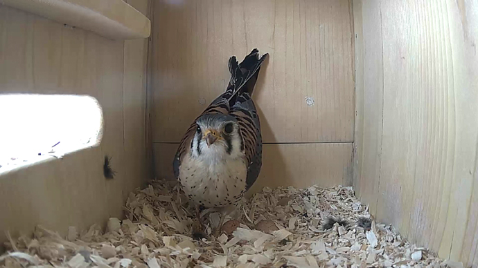 WEB ADJ MK OVER 2 EGGS video14 JPG
