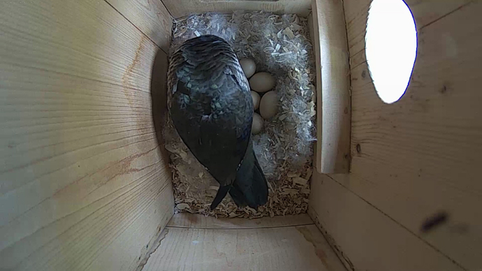 WEB ADJ vid bgteo2 WEB ADJ vid bgteo2