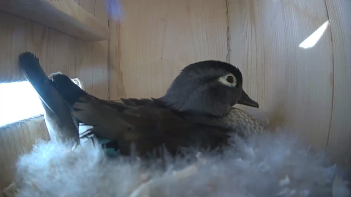 WEB ADJ viddfgeo11 WEB ADJ viddfgeo11