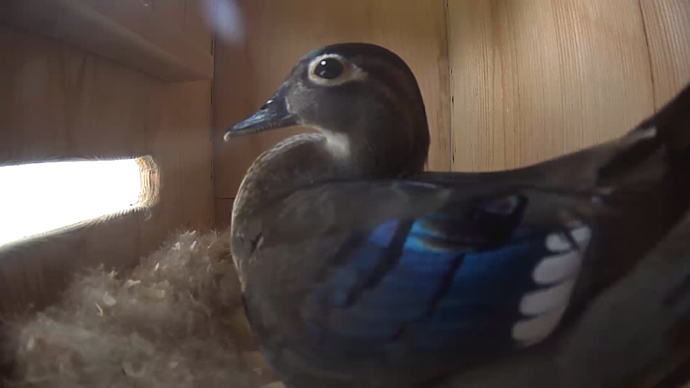 WEB ADJ video14 WD side WEB ADJ video14 WD side