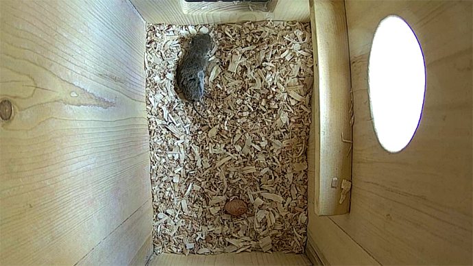 WEB ADJ video1 egg and vole JPG