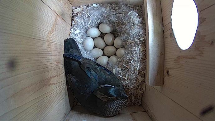 WEB ADJ video9 WD 11 eggs WEB ADJ video9 WD 11 eggs