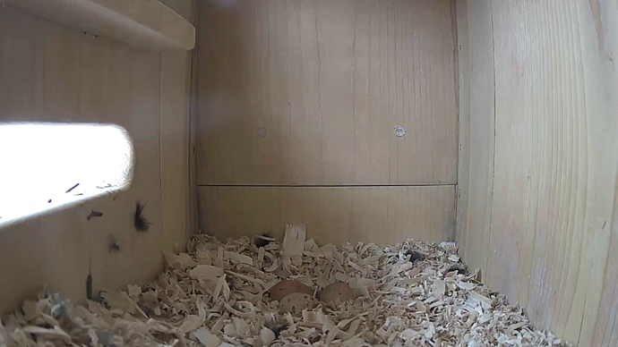 WEB ADJ video 3 eggs side JPG